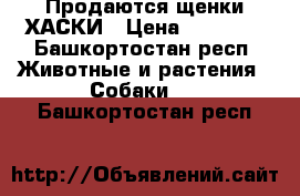 Продаются щенки ХАСКИ › Цена ­ 15 000 - Башкортостан респ. Животные и растения » Собаки   . Башкортостан респ.